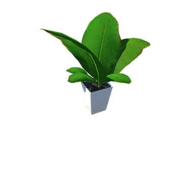 RUBBER PLANT Realistic plant Vol 1